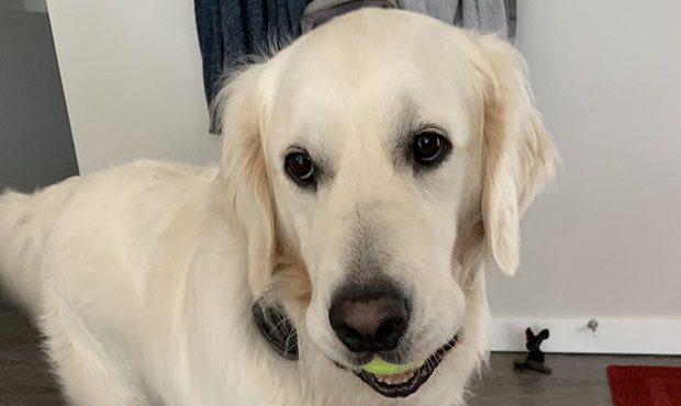 Bark podcast...