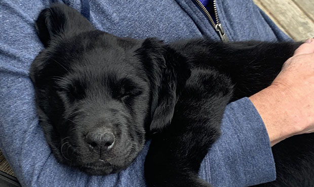 Jim Moore puppy Skye...