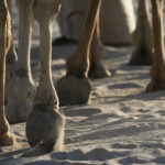 World Cup frenzy puts strain on Qatar's camels