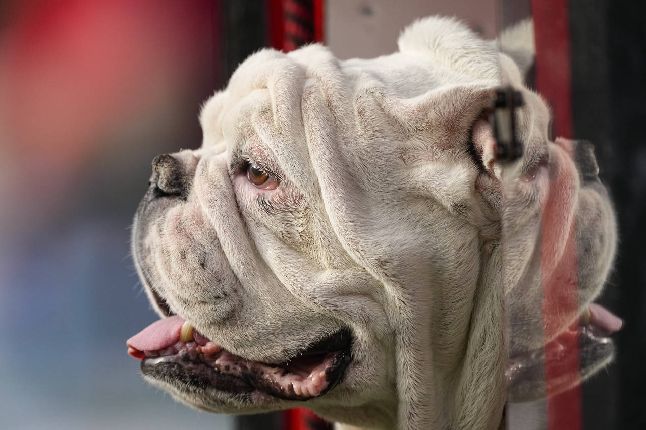 Georgia mascot Uga X peers out from his doghouse on the sideline during during the second half of a...