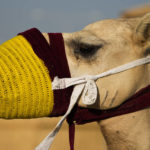 World Cup frenzy puts strain on Qatar's camels