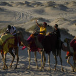World Cup frenzy puts strain on Qatar's camels