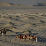 World Cup frenzy puts strain on Qatar's camels