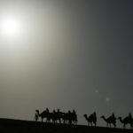 World Cup frenzy puts strain on Qatar's camels