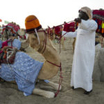 World Cup frenzy puts strain on Qatar's camels