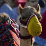 World Cup frenzy puts strain on Qatar's camels
