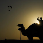 World Cup frenzy puts strain on Qatar's camels