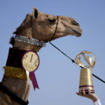 Camel pageant among attractions on World Cup sidelines