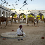 AP PHOTOS: Camels a common sight for World Cup visitors