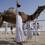 Camel pageant among attractions on World Cup sidelines