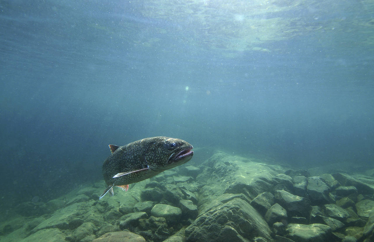 FILE - In this photo provided by the Great Lakes Fishery Commission, a lake trout swims off Isle Ro...
