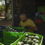 Route to Super Bowl dangerous for Mexico's avocado haulers