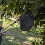 Route to Super Bowl dangerous for Mexico's avocado haulers