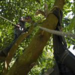 Route to Super Bowl dangerous for Mexico's avocado haulers