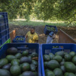Route to Super Bowl dangerous for Mexico's avocado haulers